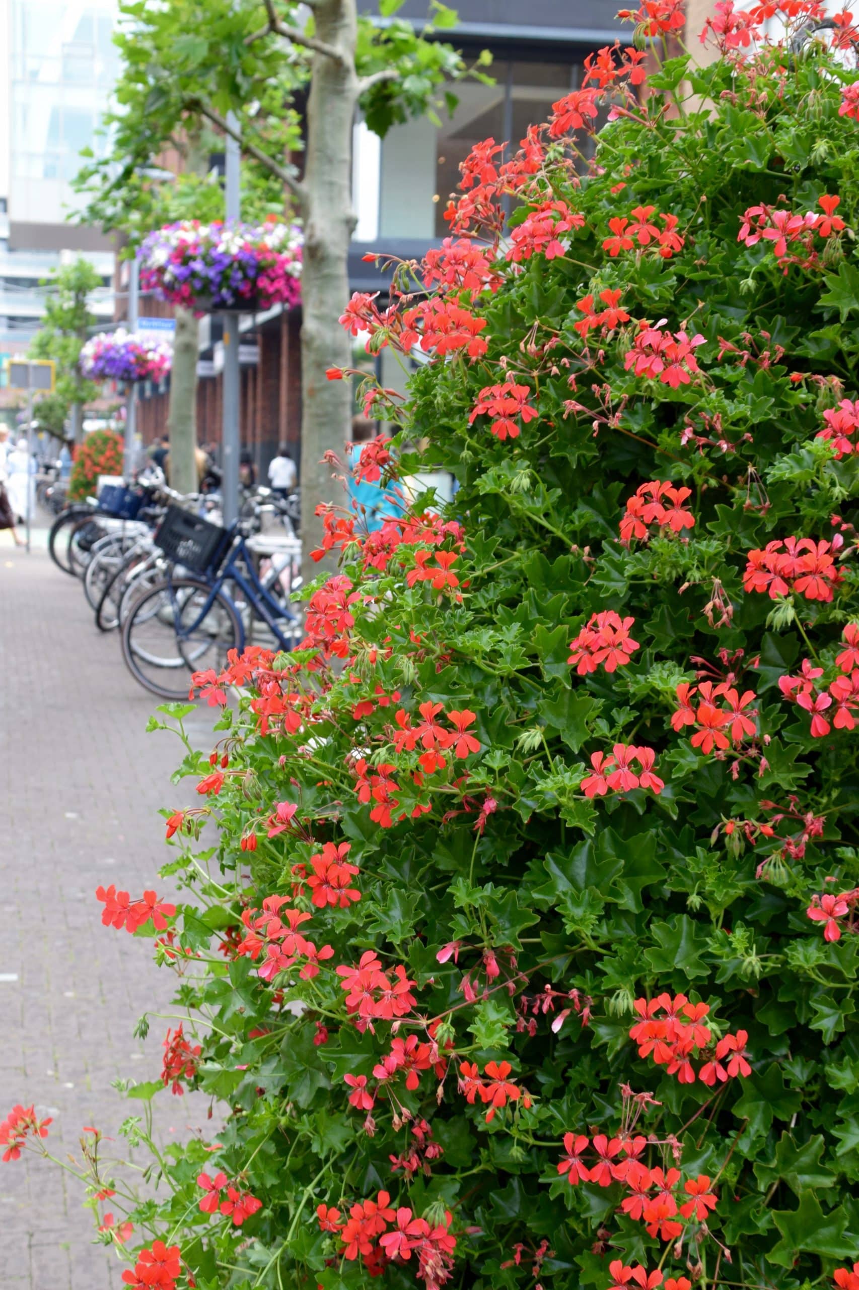 Bloemen in Hoofddorp Centrum